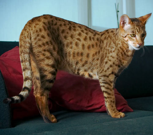 Ashera World's Largest, Rarest and Most Exotic 20,000 House Cat