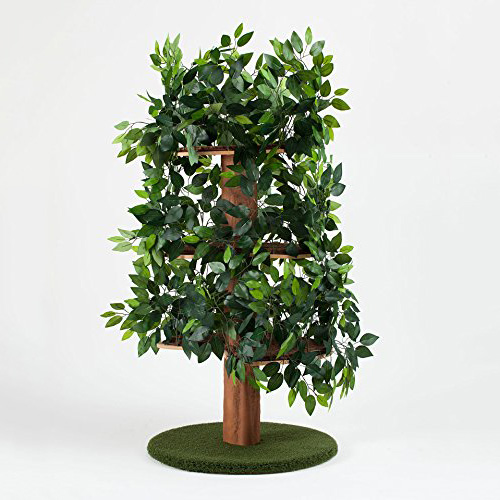 Cat Climbing Tree With Leaves The Green Head