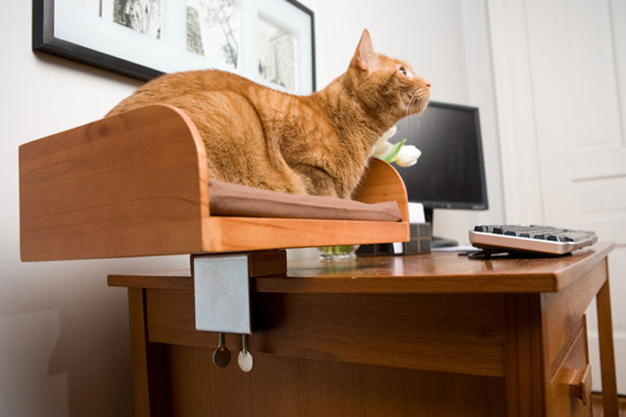 Kit-In Box - Desktop Cat Bed - The Green Head