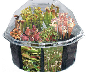 Carnivorous Creations - The World's Most Fearsome Meat Eating Plants!