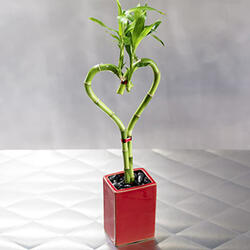 Bamboo Heart