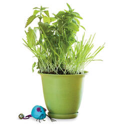 Catnip / Cat Grass Garden