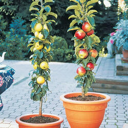 Columnar Apple Trees - Grow Vertically Without Branching Out