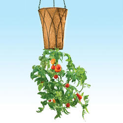 Deluxe Revolution Upside-Down Tomato Planter