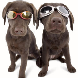 Doggles - Stylish Protective Eyewear for Dogs