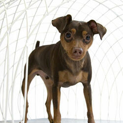 eiCrate - Modern Dog Crate