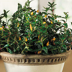 The Goldfish Plant