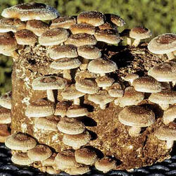 Gourmet Shiitake Mushroom Patch