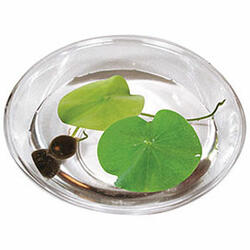 Lily Pad Kit - Grow Your Own Giant Lily Pads - Now you can easily grow your own flowering lily pads on your desk in only about two weeks. - X-tremeGeek.com