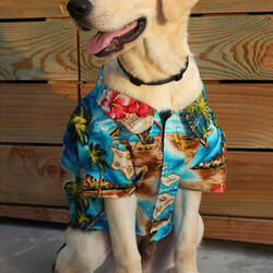 Hawaiian Shirts For Dogs