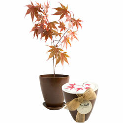 Japanese Maple Tree - Rice Hull Growing Kit