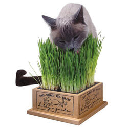 Kitty's Garden - Organic Cat Grass Kit