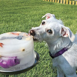 Kool Dogz Ice Treat Maker