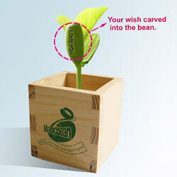 Magic Beans That Sprout With Secret Messages!