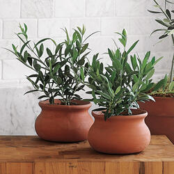 Mini European Olive Trees