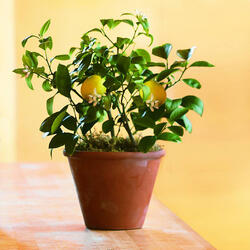Organic Dwarf Meyer Lemon Tree