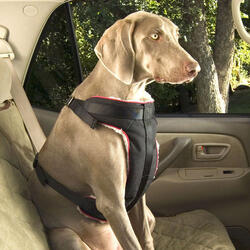 Pet Seat Belt