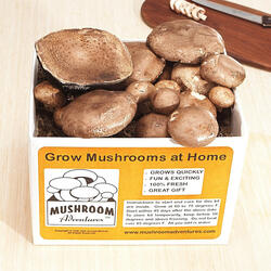 Portobello Mushroom Growing Kit