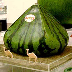 Pyramid & Square Shaped Watermelons