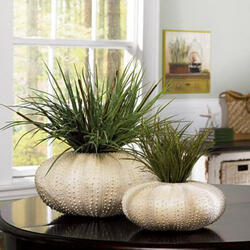 Sea Urchin Vases