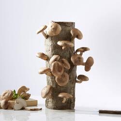 Shiitake Mushroom Log Kit - Grow Your Own!