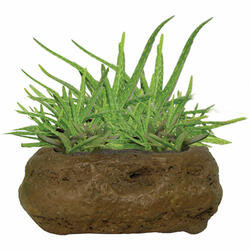 Soothing Aloe Vera Rock Garden