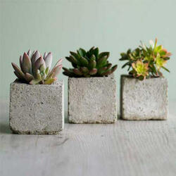 Succulent Cube Garden