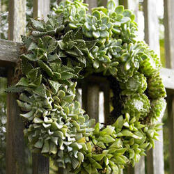 Succulent Living Wreath