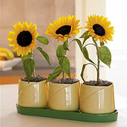 Sunflower Growing Kit
