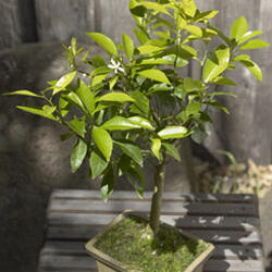 Tangerine Bonsai Tree