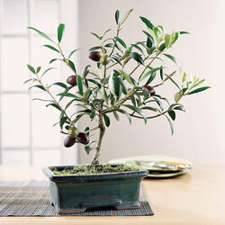 Tuscan Olive Bonsai Tree
