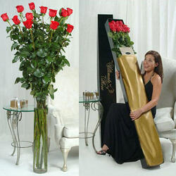 One Dozen of the World's Tallest Roses!