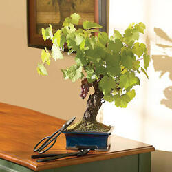 Wine Grape Bonsai