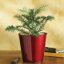 Wollemi Pine - 200 Million Year Old Plant Species