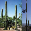Can You Spot the Hidden Cell Towers?
