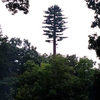 Can You Spot the Hidden Cell Towers?