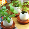 Egglings - Plants You Hatch From an Egg!