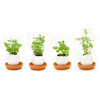 Egglings - Plants You Hatch From an Egg!