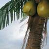 Palm Tree Hammock Stand with Cooling Mist Sprayers & Coconuts!