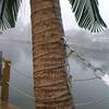 Palm Tree Hammock Stand with Cooling Mist Sprayers & Coconuts!