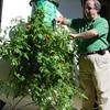 Super-Size Topsy-Turvy Upside-Down Tomato Tree
