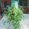 Super-Size Topsy-Turvy Upside-Down Tomato Tree