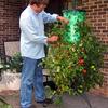 Super-Size Topsy-Turvy Upside-Down Tomato Tree