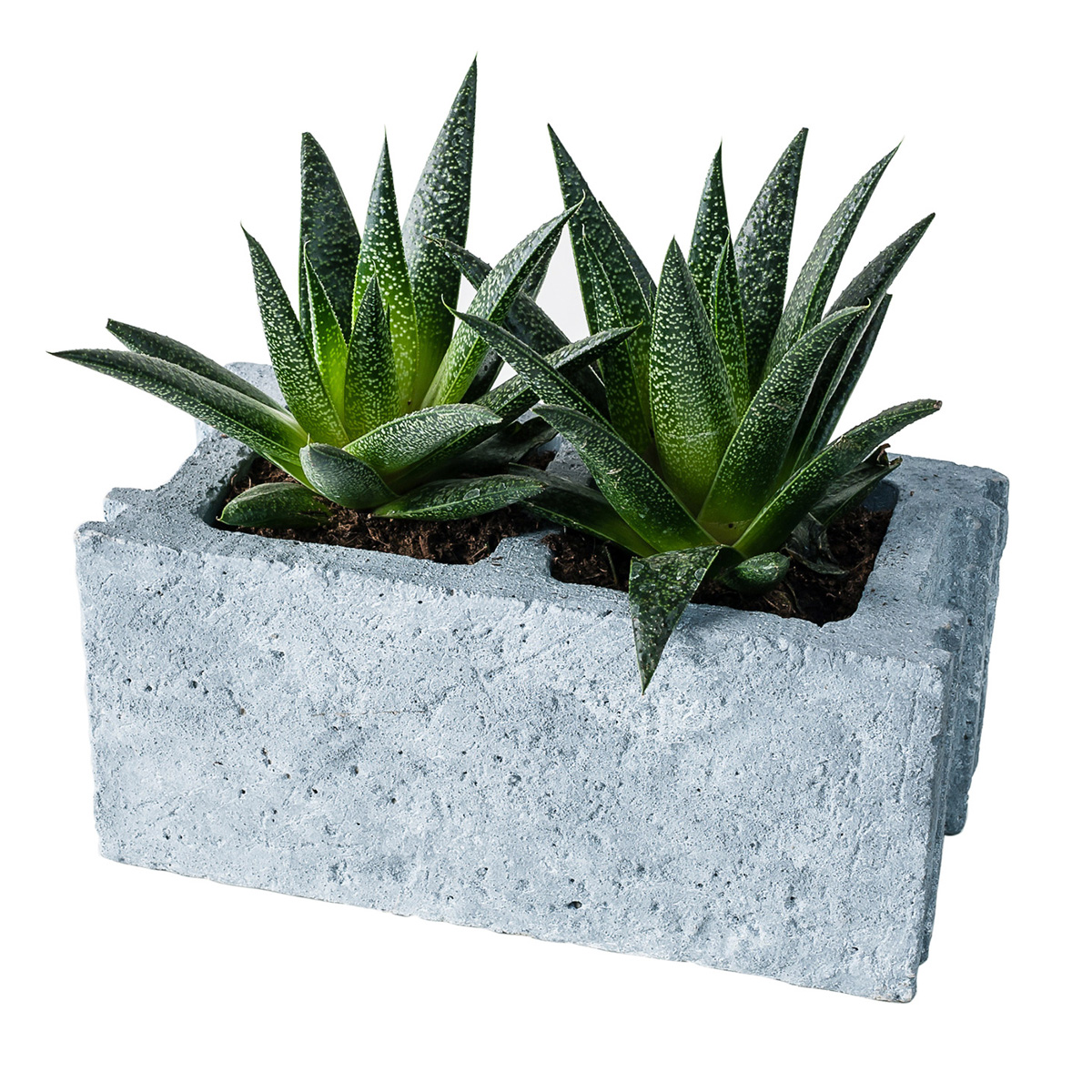 Cinder Block Cement Planter | The Green Head