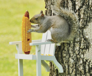 Adirondack Chair Squirrel Feeder