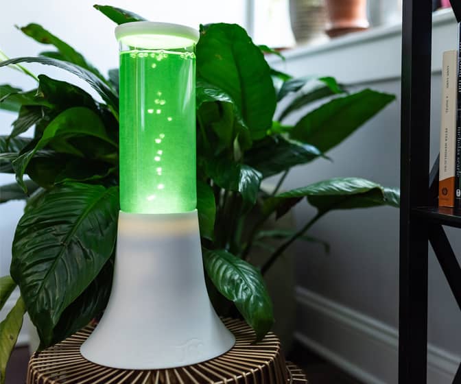 Andrea - Plant-Powered Air Purifier