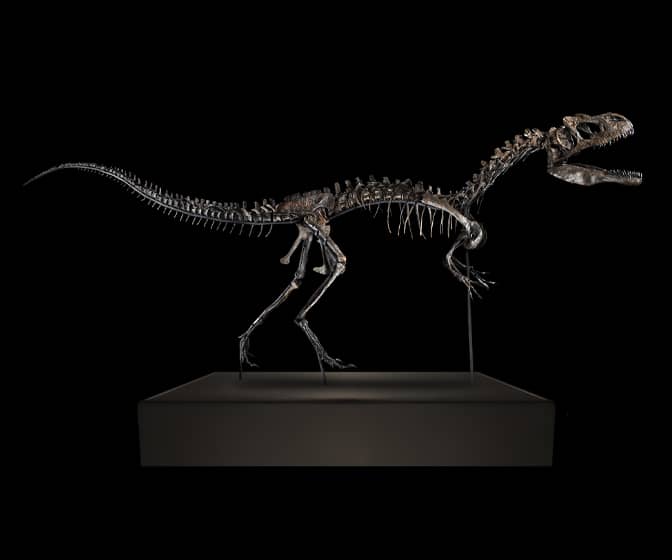 Allosaurus Dinosaur Skeleton - 55% Complete!