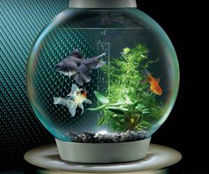 Bubble Tank Fish Bowl