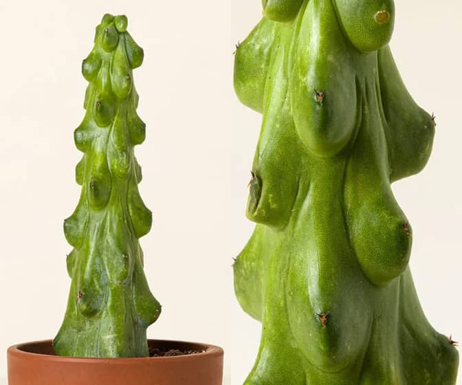 Boobie Cactus