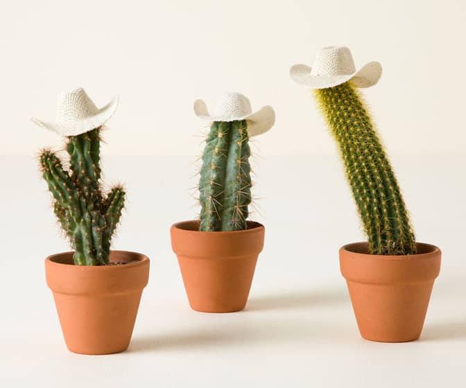 Cactus Trio Wearing Cowboy Hats